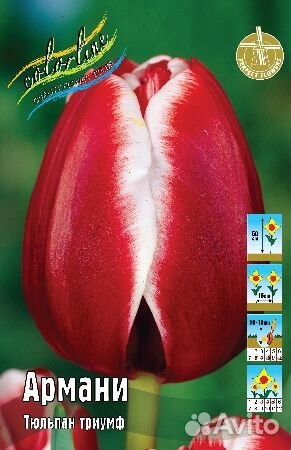 Тюльпаны сортовые классика