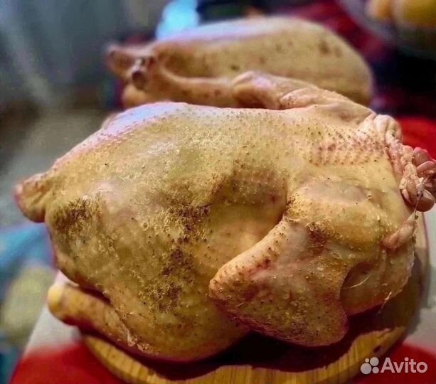 Домашние куры бройлеры