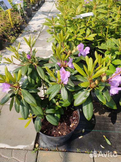 Рододендрон