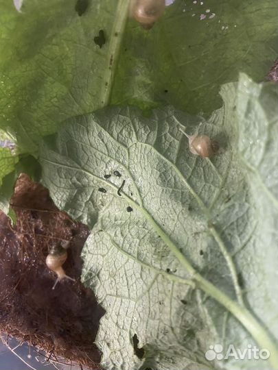 Улитки Ахатины детеныши из яиц бесплатно