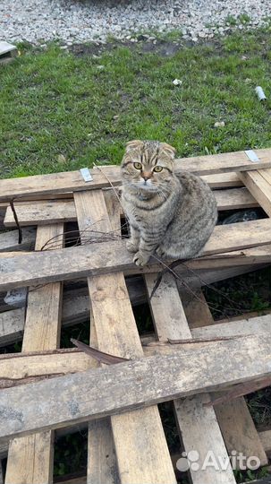 Вислоухий шотландский кот вязка