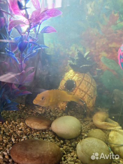 Аквариум с рыбками