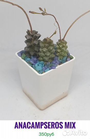 Суккуленты 3