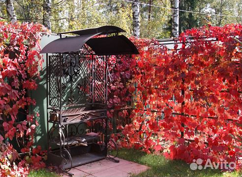 Декоративные лианы