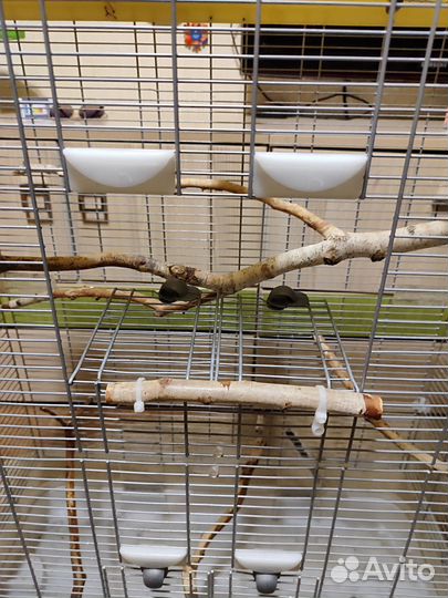 Клетка Германия