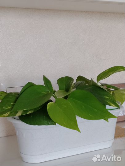 Комнатное растение Сциндапсус