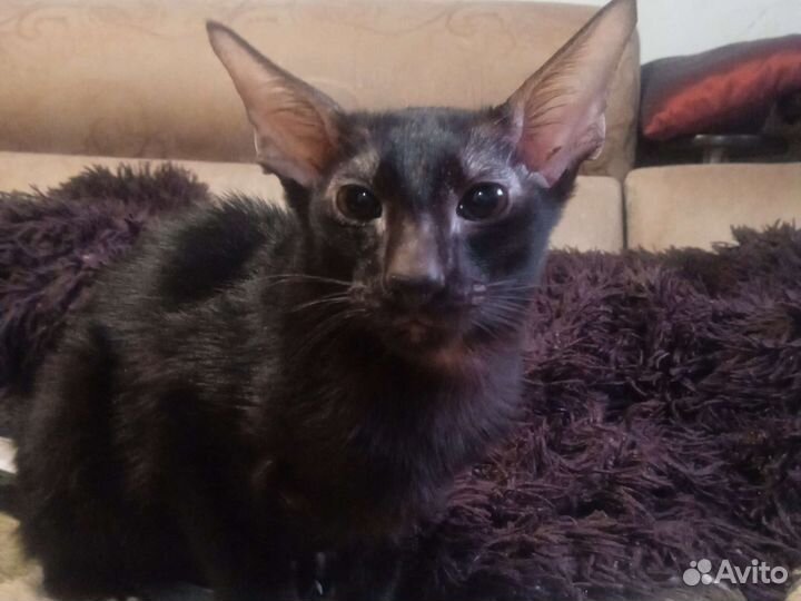 Котик орик