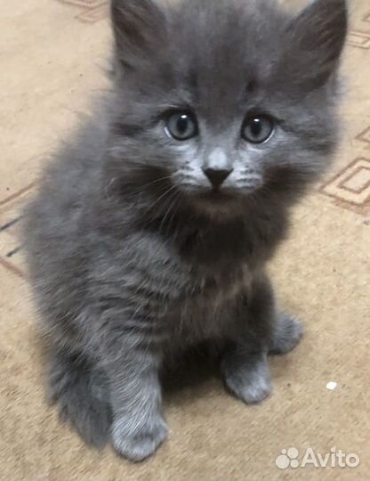 Котята в добрые руки даром