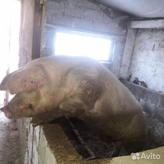 Хряк на племя