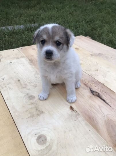 Отдам бесплатно щенки