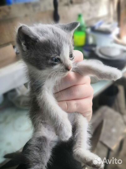 Отдам котят в добрые руки