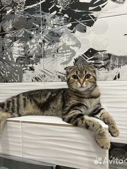 Шотландская кошка вязка