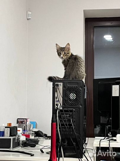 Котенок мейн-кун метис