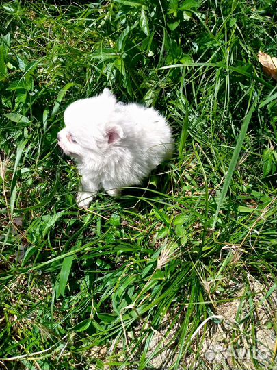 Щенок шпица