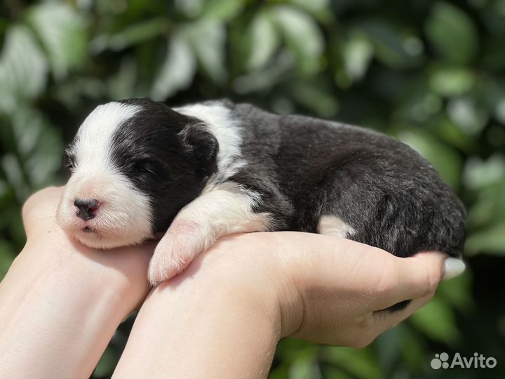 Бордер колли щенки