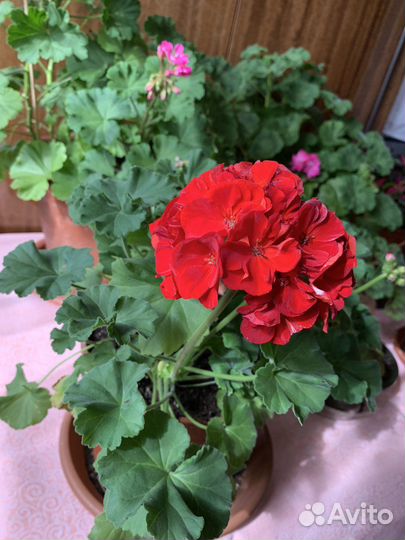 Пеларгония герань