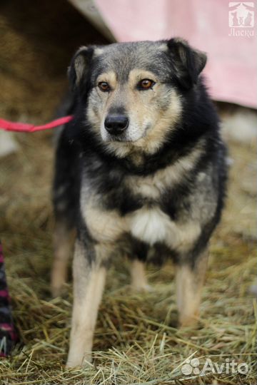 Мухтар в дом