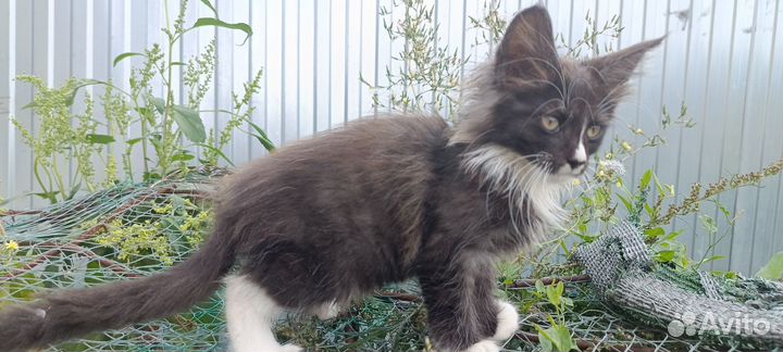 Котята мейн-кун бесплатно полукровки