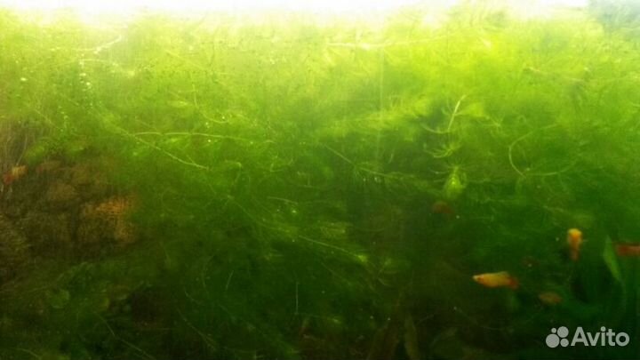 Роголистник и другие аквариумные растения