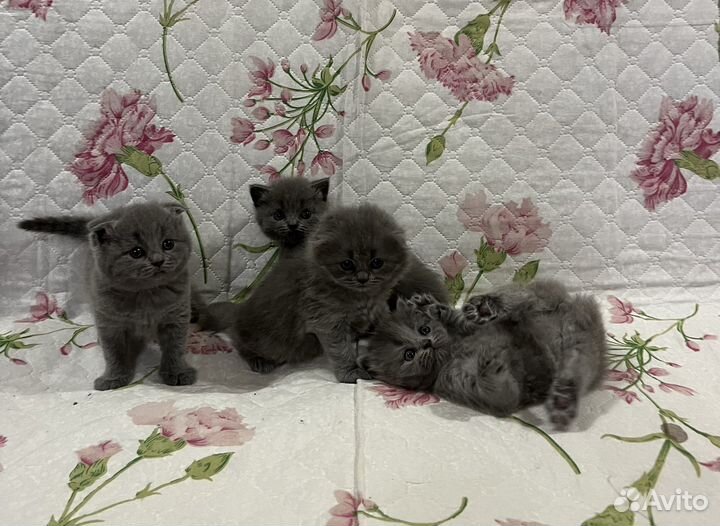 Шотландские котята
