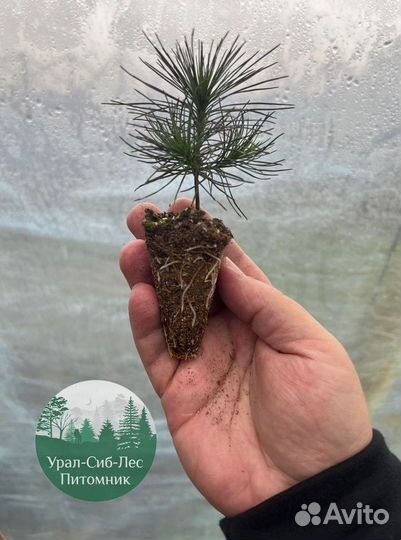Зкс Сосна сеянцы Ели Лиственницы окс Голуб Горная