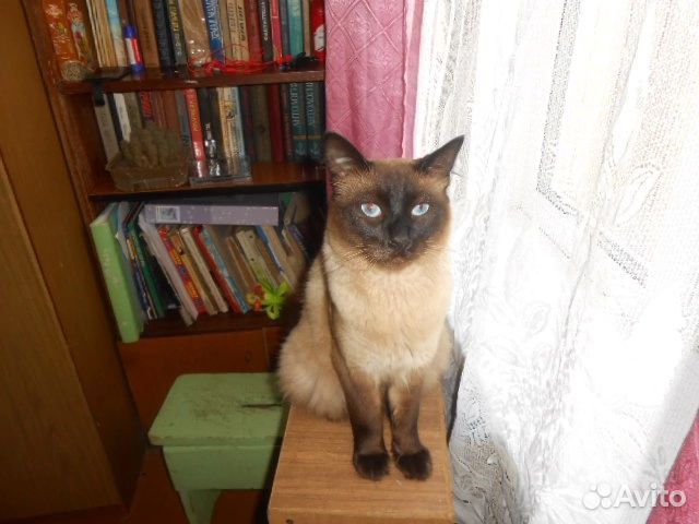 Сиамские котята