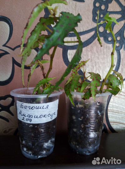 Бегония амфиоксус