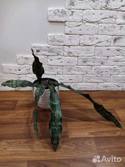 Сансевиерия кирки браун