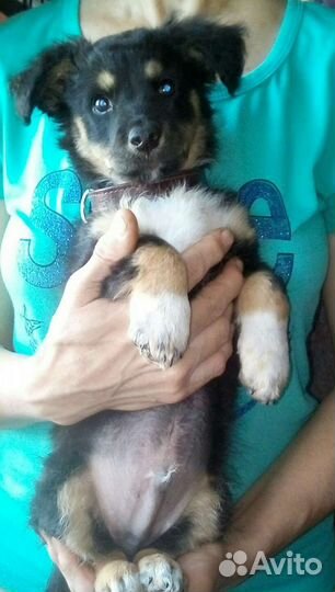 Щенок в добрые руки