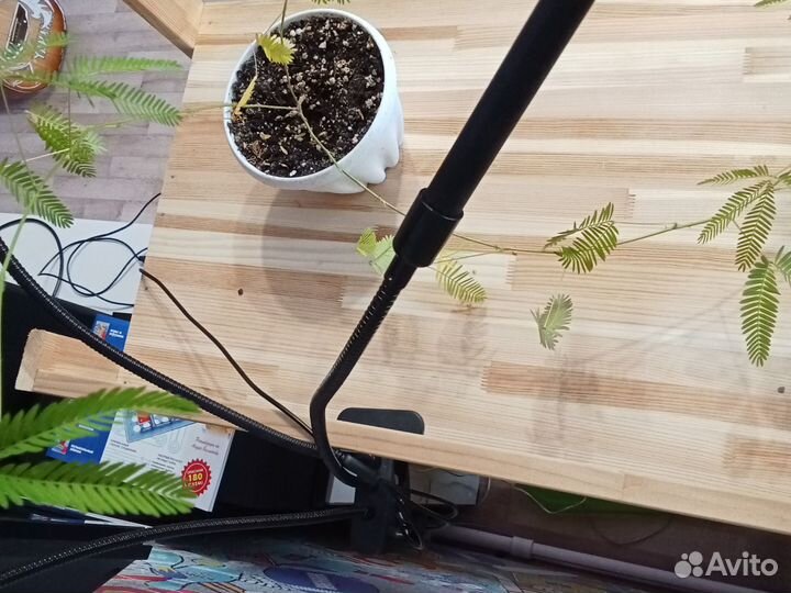 Мимоза стыдливая