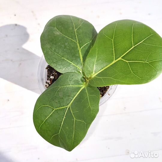 Фикус лирата колумнарис