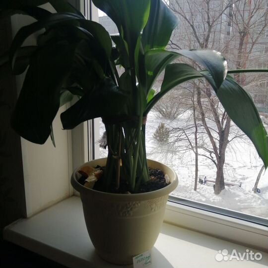 Цветы