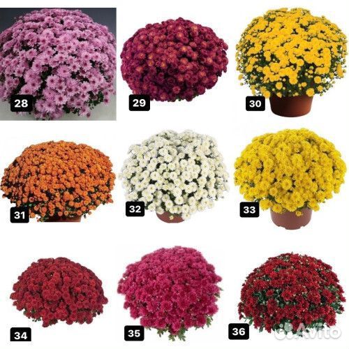 Хризантемы мультифлора