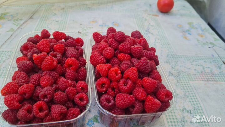 Ремонтантная малина