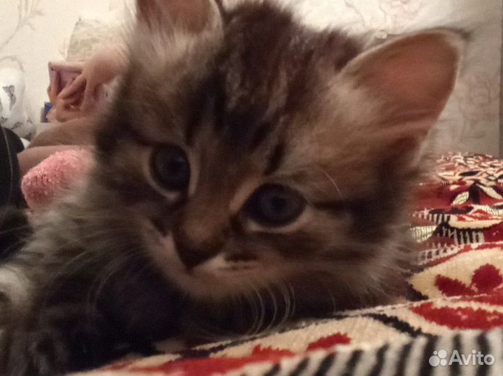 Котенок девочка