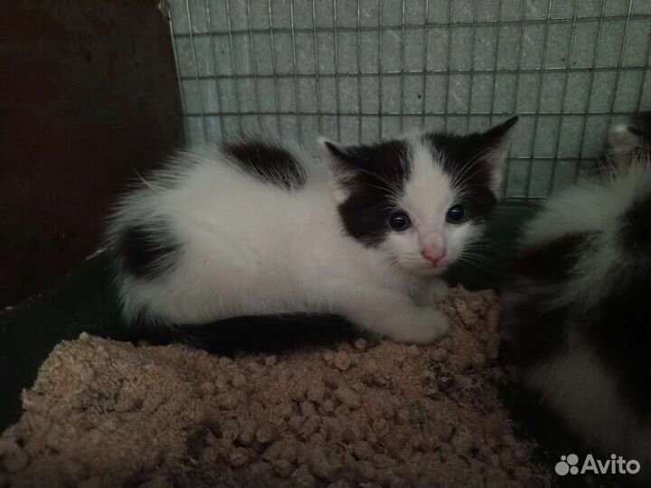 Спасите котенка