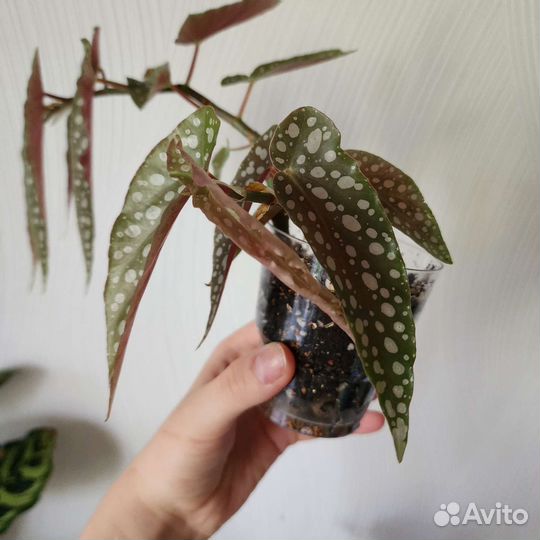 Бегония пикта альба