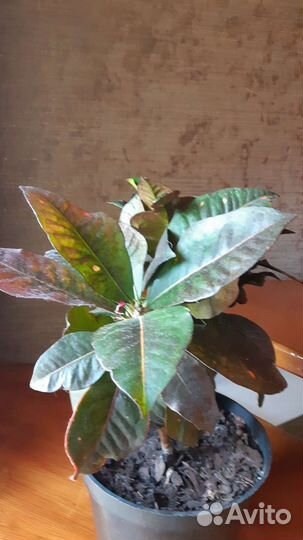 Цветы комнатные