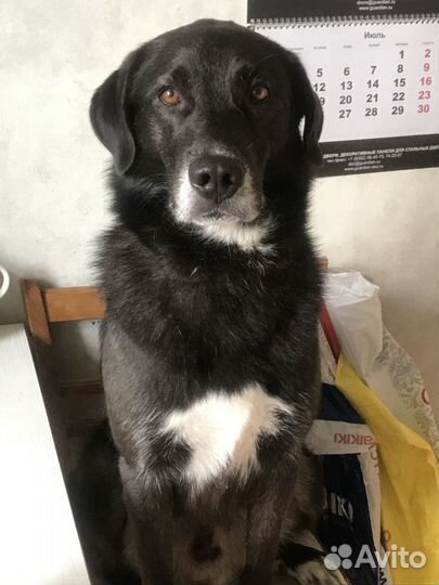 Кобель для вязки