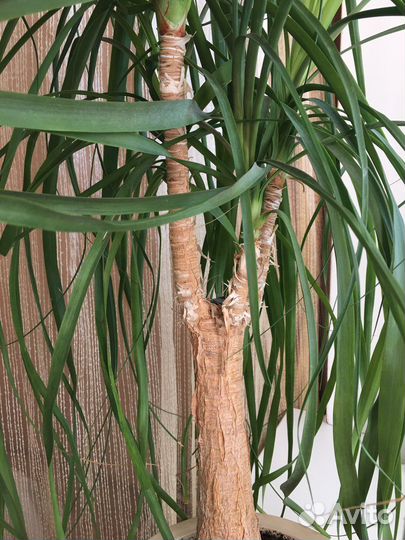 Бокарнея нолина