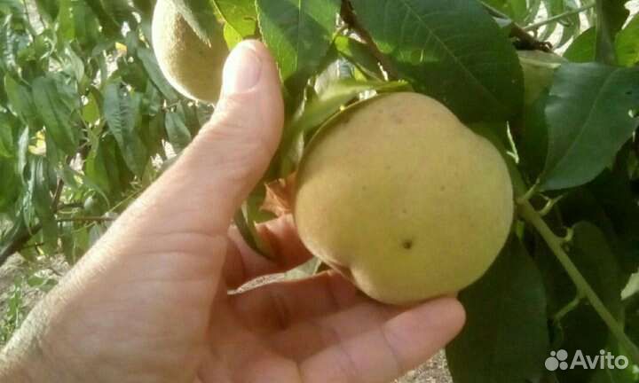 Осенний персик