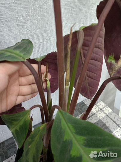 Калатея Варшевича