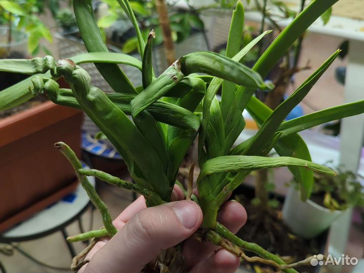 Архидеи Ванда