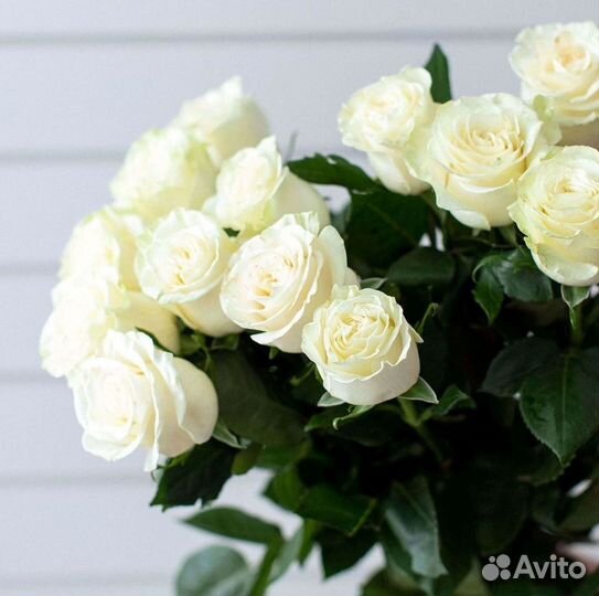 Розы Высокие 150см 160см 170см 180см 190см 2м