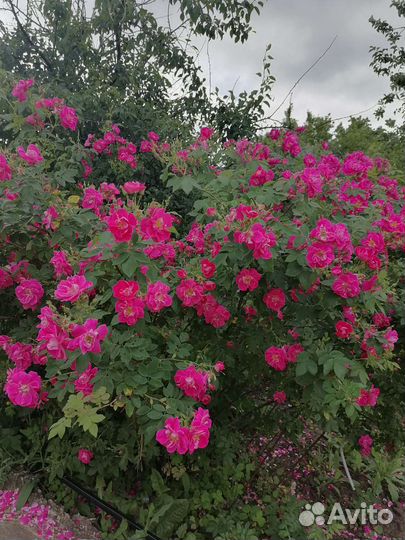 Саженцы канадской розы,желтогна,безвременника