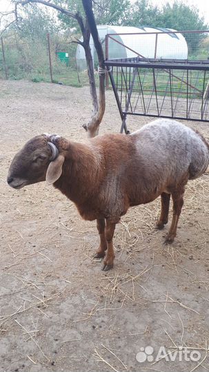 Курдючные барашки
