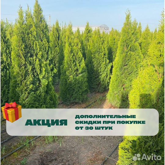Туя смарагд 130 см