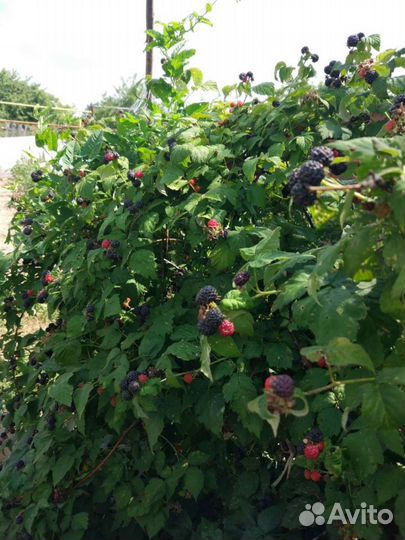 Черная малина Кумберленд саженцы