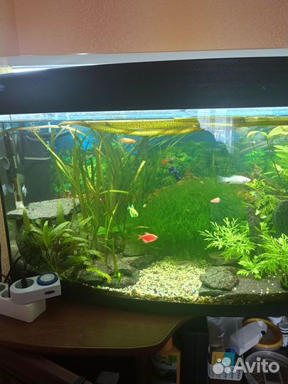 Аквариум