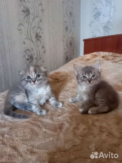 Шотландская вислоухая
